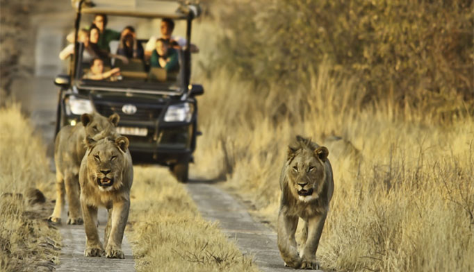 Kruger National Park Game Drive